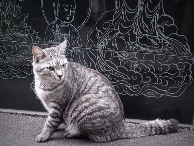ねこ