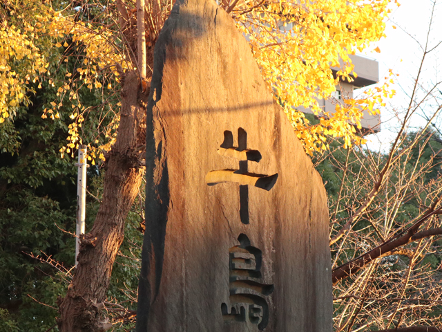 黄金色に輝く牛嶋